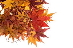 Dry Maple leaves on white background photo