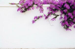 ai generado un blanco pared con púrpura flores foto