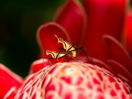 Mating insect on red flower. photo