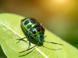 Black and green bug on a leaf with light. photo