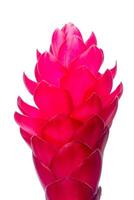 beautiful tropical red ginger flower. photo