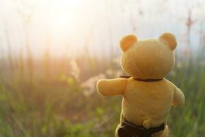 Yellow bear with flower grass in the sunset. photo