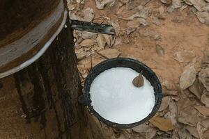 Rubber Latex of rubber trees. photo
