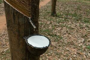 Rubber Latex of rubber trees. photo