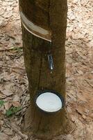 Rubber Latex of rubber trees. photo