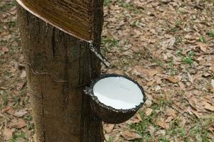 Close up the Fresh latex milk of rubber trees. photo