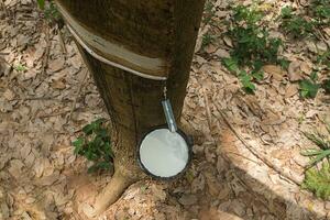 Rubber Latex of rubber trees. photo