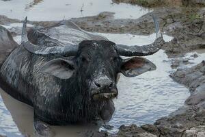 agua búfalo en el zona de fauna silvestre. foto