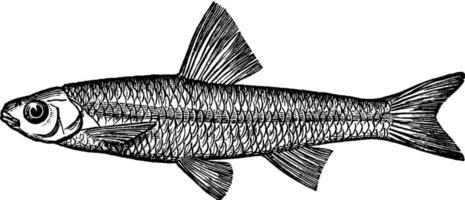 Spottail Minnow or Shiner, vintage illustration. vector