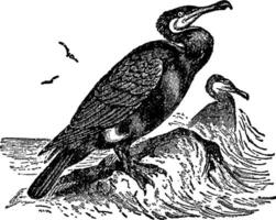 Double crested Cormorant, vintage illustration. vector