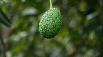 Natural hass avocado fruit hanging video