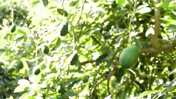 natürlich hasse Avocado im ein Avocado Baum ein sonnig Tag video