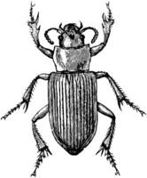 Caraboid Beetle, vintage illustration. vector