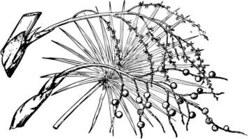 Branch of Brittle Thatch Palm vintage illustration. vector