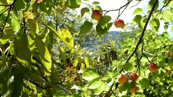 Aprikosen beim Ast von Baum ein sonnig Tag video