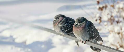 Two frosted pigeons sitting on metal railing fence in winter park in frost sunny day. Banner. photo