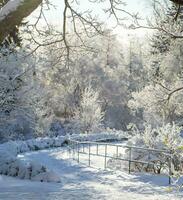 Stunning winter park. Breathtaking beauty of snowy winter parkland. Square format. photo