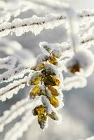 Covered with hoarfrost and fluffy snow twig with yellow leaves on tree in winter. Vertical format. photo
