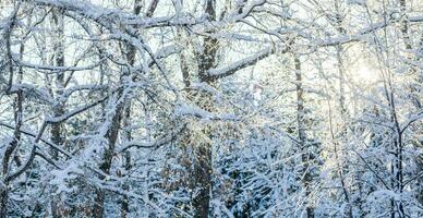 Bare tree branches covered by white fluffy snow and winter sun shining through them in frosty day. photo
