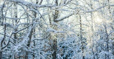 Bare tree branches covered by white fluffy snow and winter sun shining through them in frosty day. photo