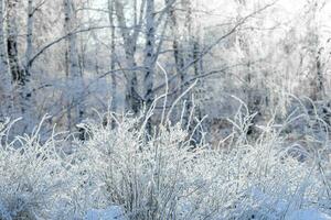 Snowy bushes branches on blurred birch trees backdrop in frost sunny winter day. Winter background. photo