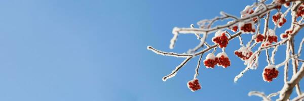 Banner with bare rowan tree branches with red berries covered by fluffy snow on blue sky background. photo