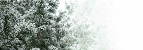 Winter banner with snowbound cedar tree branches on white background. Copy space. Selective focus. photo