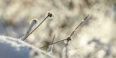 Winter natural background with small dry grass covered by fluffy snow in sunny frosty winter day. photo