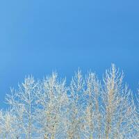 Nevado parte superior álamo arboles en azul cielo antecedentes. invierno o Navidad tarjeta cuadrado modelo. Copiar espacio foto