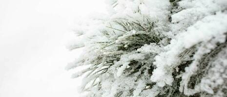 Snowy cedar tree branches on white background. Winter monochrome banner. Copy space. Close up. photo