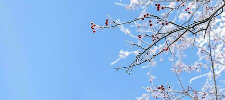 Banner. Bare wild apple tree branches with small red apples covered by snow on blue sky. Copy space. photo