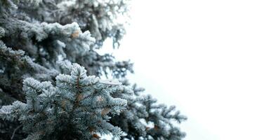 Blue spruce tree branches snow covered on white background. Selective focus. Copy space. photo