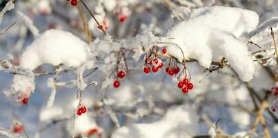 Snowy branches and red berries in forest or park. Winter image. Horizontal format. Selective focus. photo