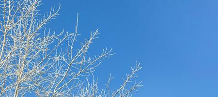 aprisionado por la nieve árbol ramas en azul cielo antecedentes. invierno o Navidad bandera. Copiar espacio. foto