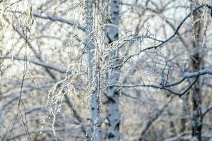 Snowy white birch tree with hanging branches close up in frost winter day. Background or wallpaper. photo