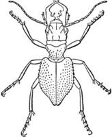 Manticora Tuberculata, vintage illustration. vector