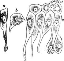 Epithelium of the Bladder, vintage illustration vector