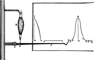 Recording of a Muscular Contraction, vintage illustration. vector