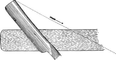 Cutting Plant Sections, vintage illustration. vector