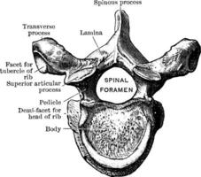 Fifth Thoracic Vertebra Viewed from Above, vintage illustration. vector