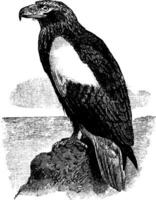 Steller Sea Eagle, vintage illustration. vector