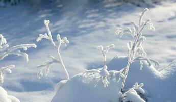 View to sunlit completely snowbound twigs on snow with light and shadows play. Christmas winter card photo