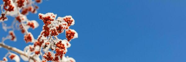 Winter banner. Rowan tree bunches of red berries covered by fluffy snow against blue sky. Copy space photo
