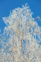 Large tall birch tree completely covered with snow frost against bright blue sky. Vertical format. photo