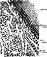 This illustration represents Section of Pulp Tissue of Tooth, vintage line drawing or engraving illustration. vector