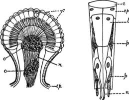 Anthropod, vintage illustration. vector