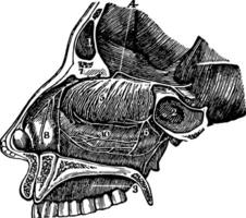 A Side View of the Passage of the Nostrils, vintage illustration. vector