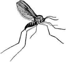 Gall Gnat, vintage illustration. vector