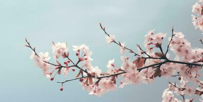 ai generado primavera flores y brotes en un Cereza árbol en contra un cielo azul fondo, foto