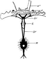 Shore Crab Nervous System, vintage illustration. vector